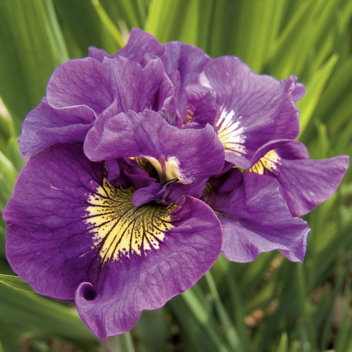Iris sibirica 'Double Standard'